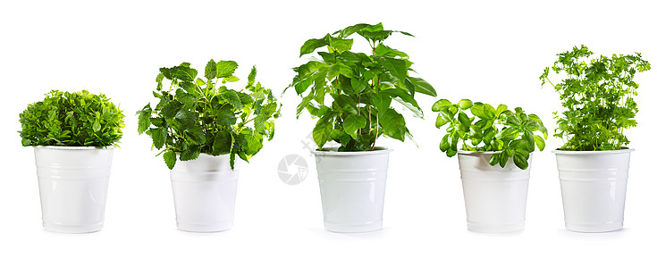 室内装饰植物白色背景上分离的盆栽绿色植物背景