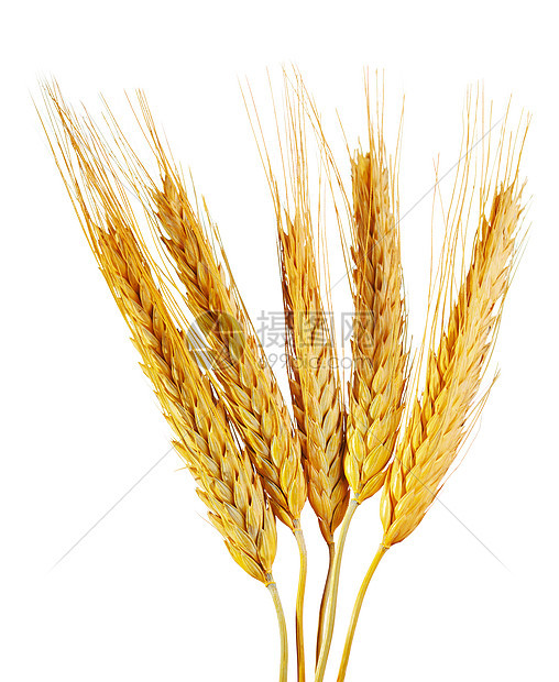 白色背景上分离的小麦穗图片