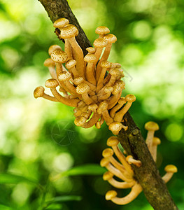 蘑菇蜂蜜琼脂树上图片