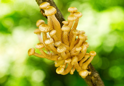 蘑菇蜂蜜琼脂树上图片