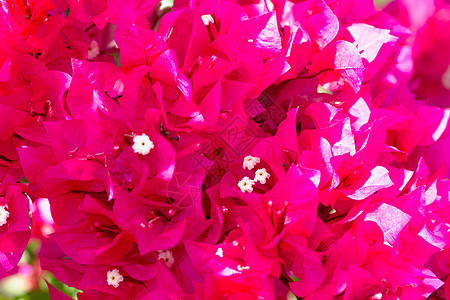 红色三角梅粉红色盛开的花朵映衬着蓝天背景