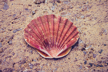 海滩上的大贝壳图片