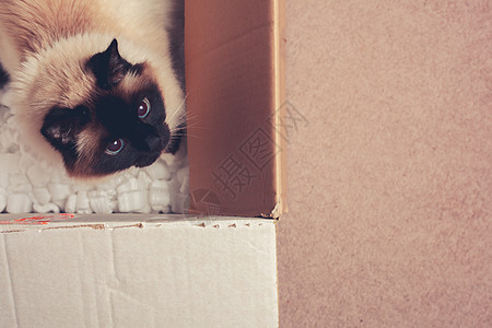漂亮的猫躲纸板箱里图片