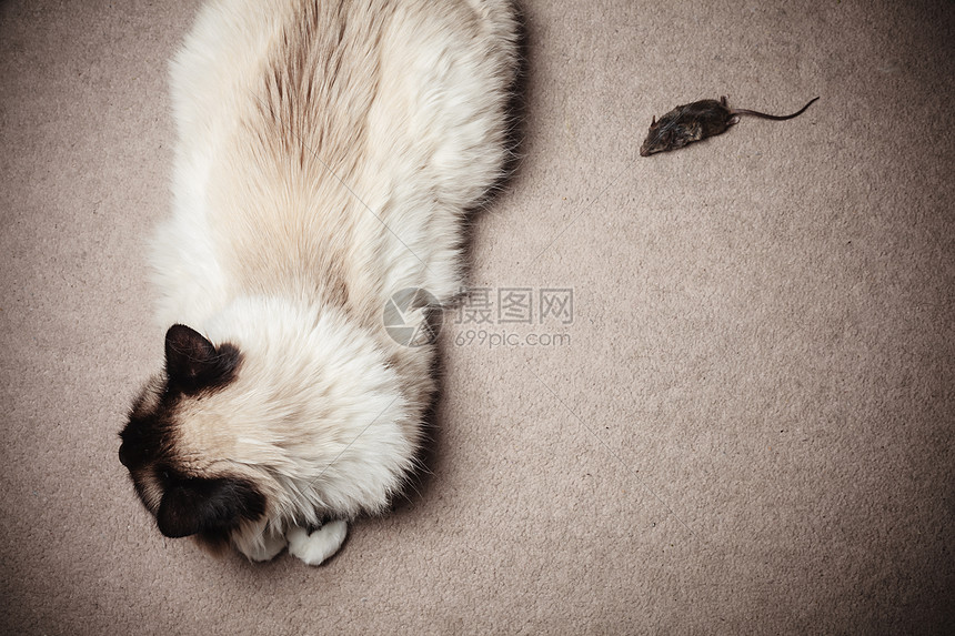 只猫只老鼠家里的地毯上图片
