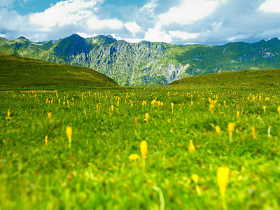 高加索山脉的黄色雪绒花景观背景图片