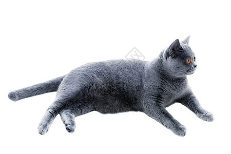 灰色的英国猫躺白色的背景上图片
