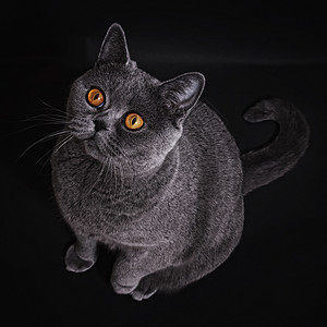 猫眼睛灰色的英国猫,黑色背景上深眼睛背景