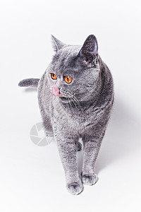 白色背景上的轻短发英国灰猫的肖像图片