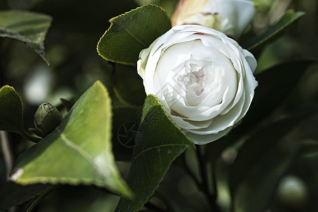 日本茶花白花灌木丛特写xa背景图片