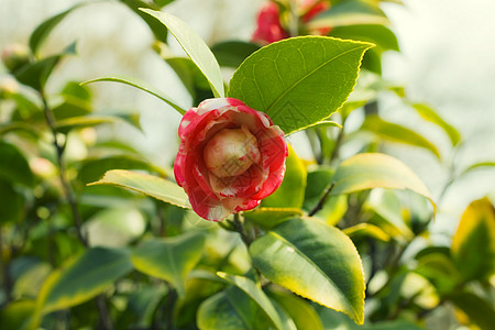 日本山茶花粉红色花灌木特写背景图片