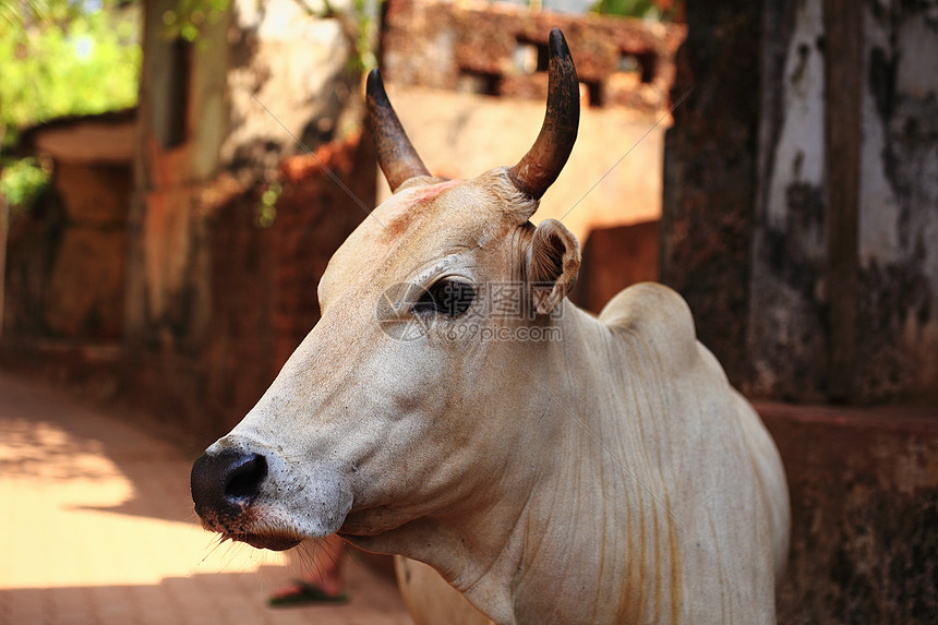 印度街头只白公牛的肖像图片