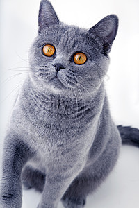 美丽的灰色英国猫光的背景图片