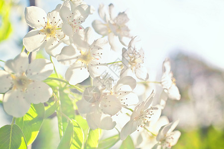 苹果树的白色花朵紧贴着背景