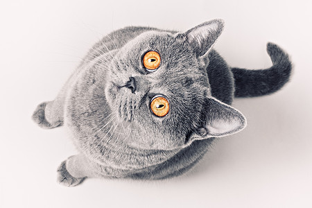 灰色短毛英国猫的肖像,白色背景上明亮的黄色眼睛图片