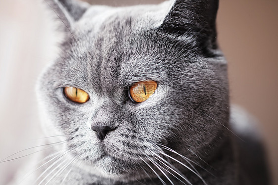 英国灰猫黄色眼睛的肖像图片