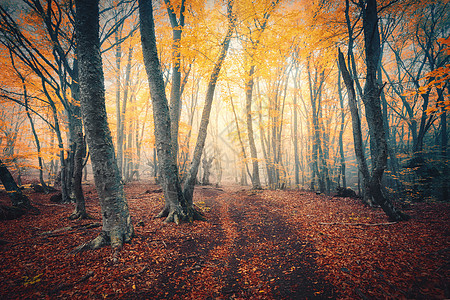 秋天的森林,雾中小径秋天的树林傍晚雾中迷人的秋林老树景观树木,五颜六色的橙色红色的叶子雾自然神奇图片