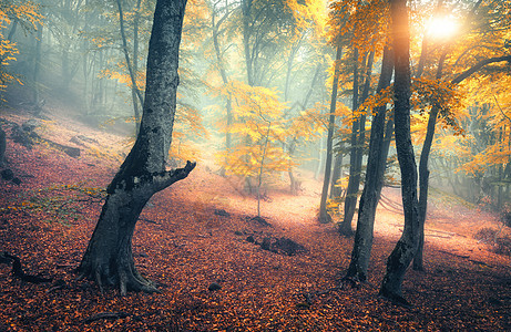 雾中的仙女森林秋天的树林傍晚雾中迷人的秋林老树景观树木,五颜六色的橙色红色的叶子雾自然神奇的雾森林图片