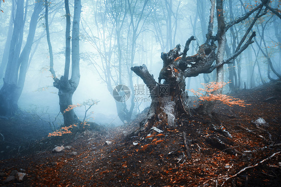 蓝雾中的神秘森林图片