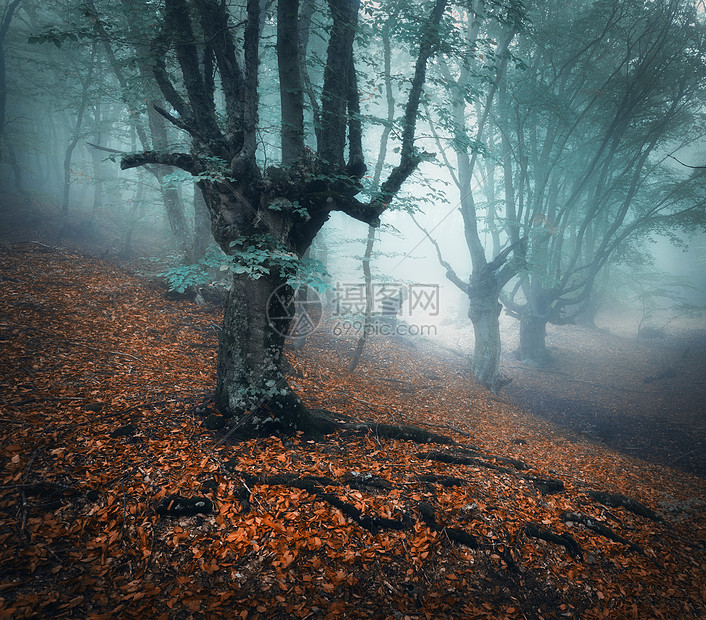 秋天的森林早晨蓝雾中神秘的秋天森林老树美丽的风景树木 五颜六色的树叶薄雾自然迷人的雾林 神奇的气氛高清图片下载 正版图片 摄图网
