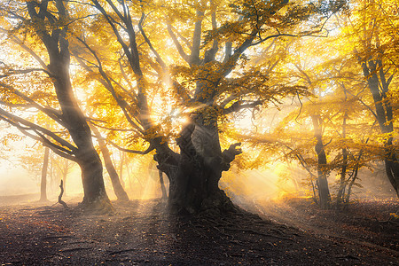 阳光的神奇的老森林雾中神奇的树五颜六色的景观,雾蒙蒙的森林,金色的阳光,橙色的树叶日落秋天的仙女森林秋天图片