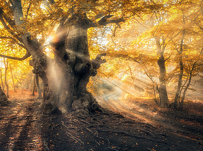 神奇的秋天森林,晚上阳光雾中的树五颜六色的景观,雾蒙蒙的森林,金色的阳光,橙色的树叶日落秋天的仙女森林秋天的图片