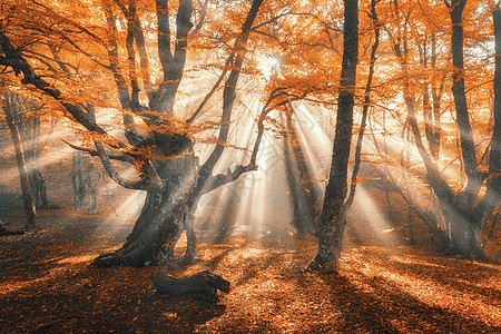 神奇的秋天森林,晚上阳光雾中的树五颜六色的景观,雾蒙蒙的森林,金色的阳光,橙色的树叶日落秋天的仙女森林秋天的图片