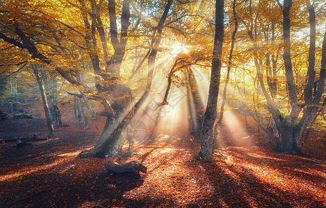 秋天的森林,晚上阳光雾中神奇的树五颜六色的景观,雾蒙蒙的森林,阳光,橙色的叶子日落秋天的仙女森林秋天的图片