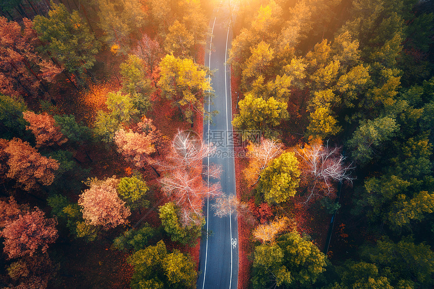 日落时美丽的秋林中的道路鸟瞰美丽的风景与空旷的乡村道路,树木与红色橙色的叶子穿过公园的高速公路飞行无人机的顶部视图图片