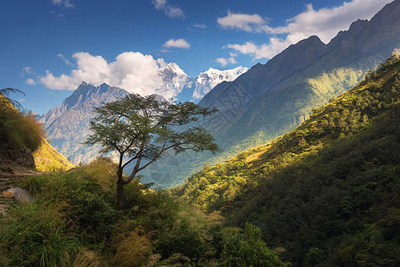 美丽的独树抗惊人的喜马拉雅山脉与白雪覆盖的山峰,森林与绿树,蓝天与云尼泊尔日落景观山谷喜马拉雅山旅行背景图片