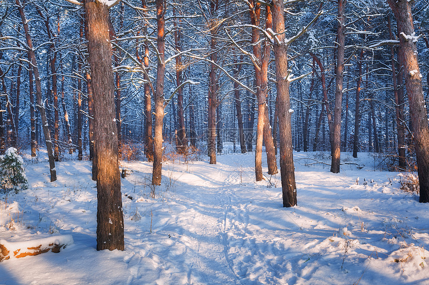 日落时小径的冬季森林五颜六色的风景与雪树,小径寒冷的夜晚公园里的雪覆盖着树木美丽的森林下雪的冬天晚上黄昏图片