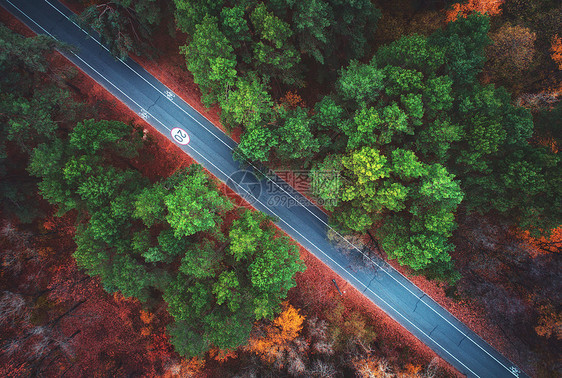 美丽的秋林中的道路鸟瞰令人惊叹的景观与空旷的乡村道路,树木与绿色,红色橙色的叶子白天穿过公园的高速公路飞行无人机图片