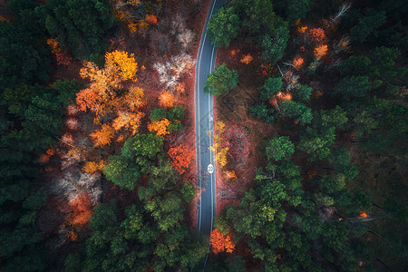 美丽的秋林中的道路鸟瞰令人惊叹的景观与空旷的乡村道路,树木与绿色,红色橙色的叶子白天穿过公园的高速公路飞行无人机图片