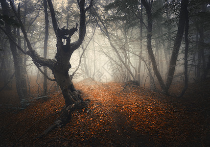 黑雾森林神秘的秋天森林,黄雾中小径老树美丽的风景树木,小径,橙色的叶子雾自然背景充满神奇气氛的可怕的雾图片