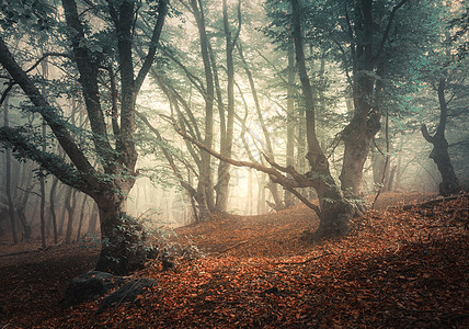 雾中神秘的秋天森林神奇的老树五颜六色的景观,雾森林,绿色红色的树叶小径秋天的仙女森林秋天的树林充满神奇图片