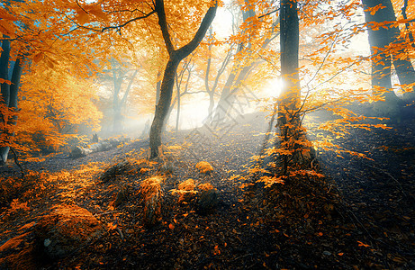 早上阳光的神奇的老森林雾中令人惊叹的森林五颜六色的景观,雾蒙蒙的森林,金色的阳光,橙色的叶子日出秋天的仙女树图片