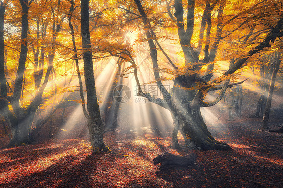 早上阳光的神奇老树早上阳光的神奇的老森林雾中令人惊叹的森林五颜六色的景观,雾蒙蒙的森林,金色的阳光,橙色的叶子图片