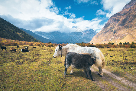 美丽的白色野生牦牛惊人的婴儿牦牛牧场上的喜马拉雅山脉蓝天与低云尼泊尔夏季阳光明媚的日子动物景观喜马拉雅牛美背景图片