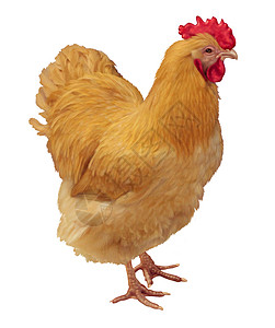 鸡白色背景下被分离为种农场动物,它产卵新鲜的,家禽业谷物喂养动物的农业象征图片