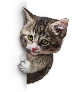 猫小猫个空白的垂直卡片标志,个可爱的猫与微笑的快乐表情,支持传达个与宠物保健福利关的信息图片