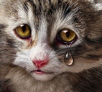 动物虐待宠物的残忍忽视,用只悲伤的哭泣的小猫,用绝望的眼泪看着观众,这个需要人道待生物的图片