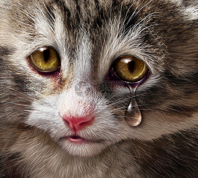 动物虐待宠物的残忍忽视 用只悲伤的哭泣的小猫 用绝望的眼泪看着观众 这个需要人道待生物的高清图片下载 正版图片 摄图网