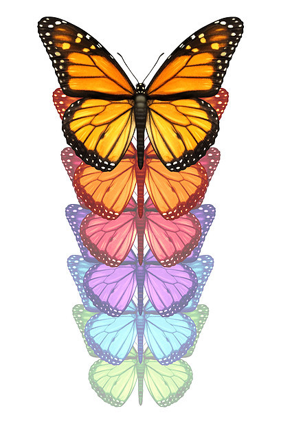 展开你的翅膀,逃避与君主蝴蝶向上飞行,改变经历个颜色的变,个自由的,创造力创新孤立白色的背景上图片
