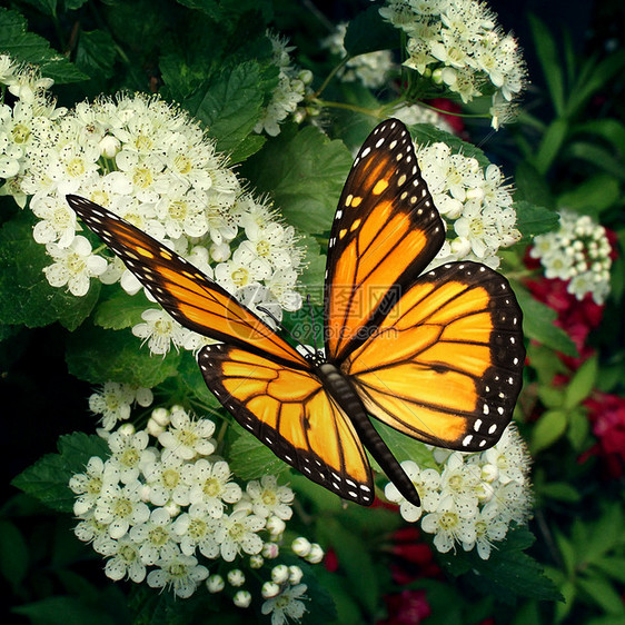 蝴蝶花上君主授粉者白色盛开的户外植物授粉喂养花蜜移动花粉的自然功能,自然健康环境的象征图片