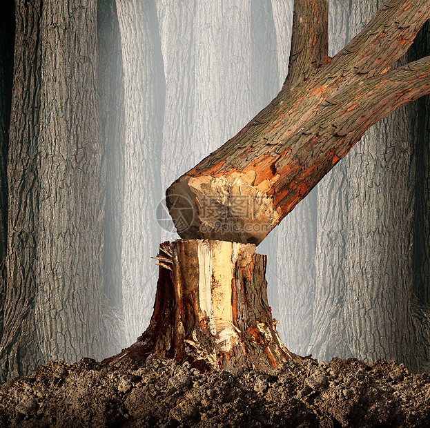 砍伐森林的当棵树倒下的象征,森林中的棵老树被砍伐以供发展,用火木环境破坏保护雨林问题的象征,就像亚马逊样图片