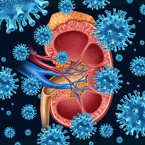肾脏感染的与显微镜下的病细胞感染的医学图,内器官的横截与肾上腺泌尿系统解剖诊断的保健标志图片