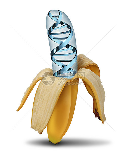 基因食品的用生物技术遗传学操纵生物学科学个剥皮香蕉与DNA链符号水果中现代作物的象征图片