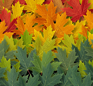 秋季图案背景符号季节的自然秋季天气的图标,红色的黄色绿色的叶子代表即将来的凉爽天气的收获时间图片