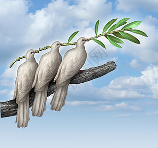 集体外交种谈判平的,三只白鸽伙伴关系友谊同努力,着橄榄枝,博爱的象征,并希望人类自由之旅中的未来图片