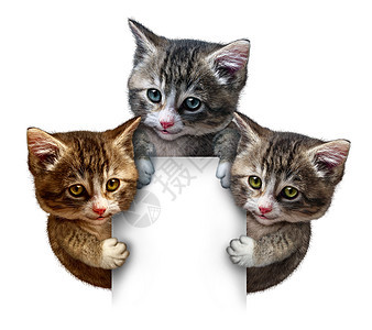 猫小猫围绕个空白的垂直卡片标志,着框架的留言板,可爱的猫,微笑的快乐表情,支持交流宠物保健动物福利图片