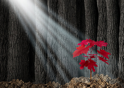 巨大的潜商业隐喻,个古老的黑暗森林的高大树木个轻的红叶树苗出现地上,未来增长的象征,并希望未来投资增长保图片